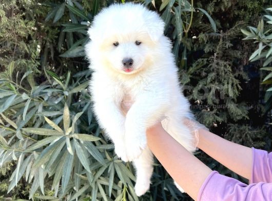 Irk Ve Sağlik Güvencesi̇ İle Samoyed Yavrular