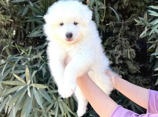 Irk Ve Sağlik Güvencesi̇ İle Samoyed Yavrular görsel