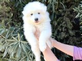 Irk Ve Sağlik Güvencesi̇ İle Samoyed Yavrular