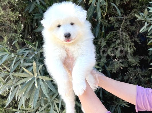 Irk Ve Sağlik Güvencesi̇ İle Samoyed Yavrular görsel