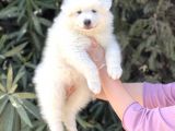 Irk Ve Sağlik Güvencesi̇ İle Samoyed Yavrular