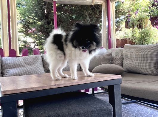 Panda Pomerani̇an Boo Yavru görsel