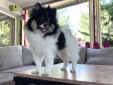 Panda Pomerani̇an Boo Yavru