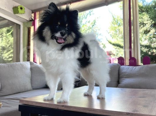 Panda Pomerani̇an Boo Yavru görsel