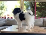 Panda Pomerani̇an Boo Yavru