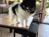 Panda Pomerani̇an Boo Yavru