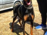 Şampiyon Soydan Doberman Yavrular