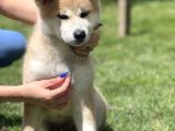 Yarışma düzeyi Akita -inu yavrular