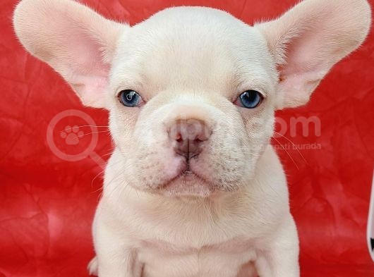 Efsane Güzelli̇kte French Bulldog Plati̇nyum Erkek Yavru
