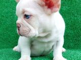 Efsane Güzelli̇kte French Bulldog Plati̇nyum Erkek Yavru