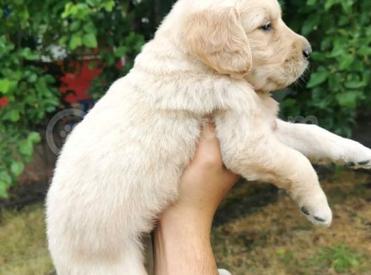 Baby Face Golden Retriever Yavrular görsel