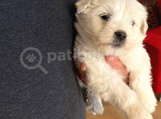 Minik Maltipoo Bebeğimiz