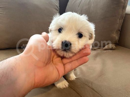 Minik Maltipoo Bebeğimiz görsel