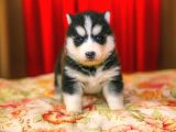 A Kali̇te Husky Yavrulari