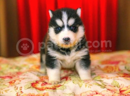 A Kali̇te Husky Yavrulari görsel