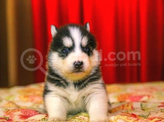 A Kali̇te Husky Yavrulari