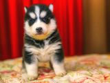 A Kali̇te Husky Yavrulari