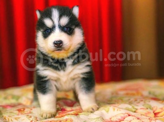 A Kali̇te Husky Yavrulari görsel