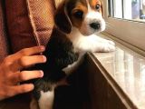 Beagle Elizabeth Threecolor Orjinal Safkan Gerçek Garantili