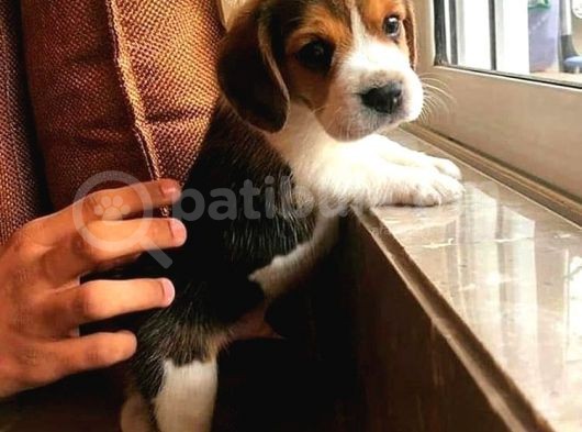 Beagle Elizabeth Threecolor Orjinal Safkan Gerçek Garantili görsel