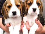 Beagle Elizabeth Threecolor Orjinal Safkan Gerçek Garantili
