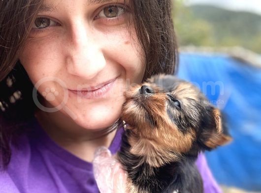 Yorkshire Terrier Yavrular Ruhsatlı Üreticiden