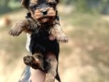 Yorkshire Terrier Yavrular Ruhsatlı Üreticiden