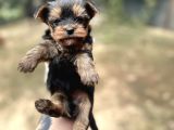 Yorkshire Terrier Yavrular Ruhsatlı Üreticiden