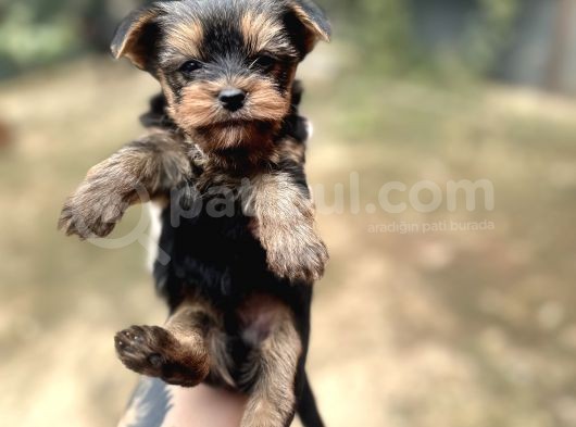Yorkshire Terrier Yavrular Ruhsatlı Üreticiden görsel
