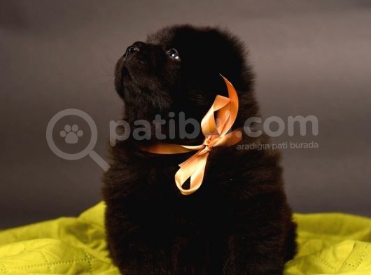 Chow Chow Çin Aslanı Yavrularımız görsel