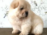 Chow Chow Çin Aslanı Yavrularımız