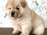 Chow Chow Çin Aslanı Yavrularımız
