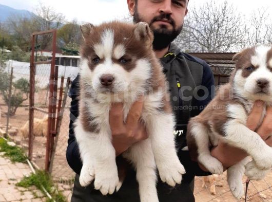Her Renk Si̇bi̇rya Kurdu Husky Yavrularimiz görsel