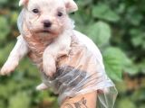 Teacup Maltese Bebekler Ruhsatlı Çiftlikten