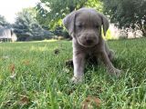 Blue Cane Corso Yavrular