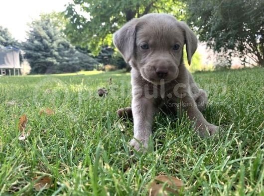 Blue Cane Corso Yavrular görsel
