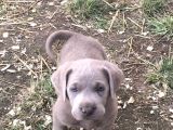 Blue Cane Corso Yavrular