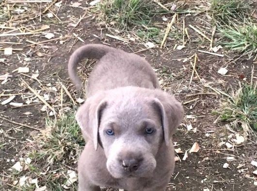 Blue Cane Corso Yavrular görsel
