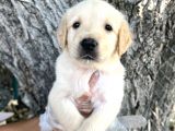 Her Ile Gönderim Sağladığımız Golden Retriever Yavrular