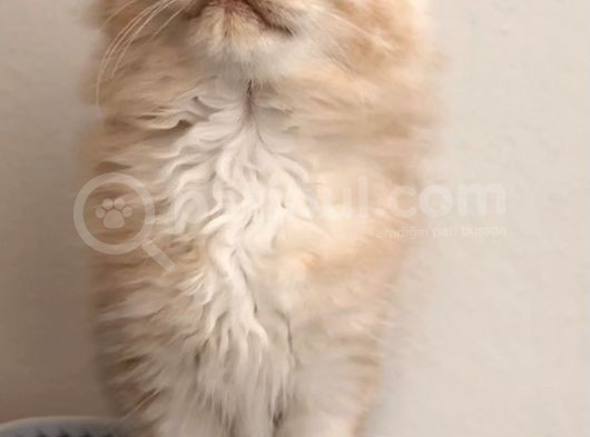 Full Secereli Maine Coon Yavrular