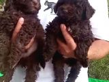 Poodle Bebeklerimiz