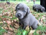 Blue Cane Corso Yavrular