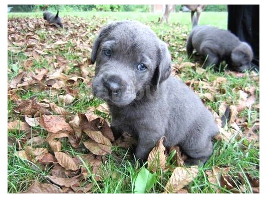 Blue Cane Corso Yavrular görsel