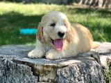 Dev Labradoodle