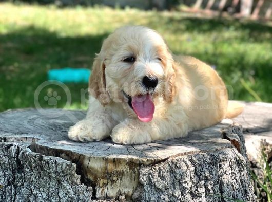 Dev Labradoodle