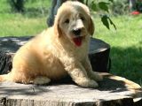 Dev Labradoodle