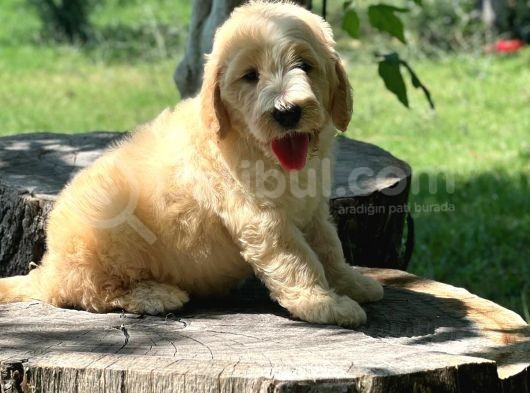 Dev Labradoodle görsel