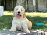 Dev Labradoodle