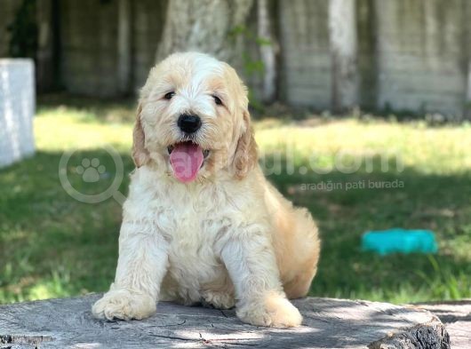 Dev Labradoodle görsel
