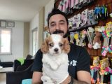 Muhteşem Cavali̇er Ki̇ng Charles Yavrular